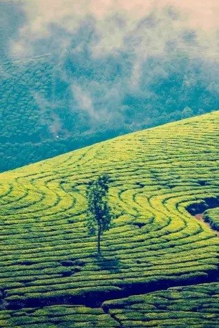 Kerala picture by Acmo Network